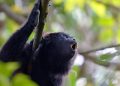 "Contabilizamos 146 monos muertos, lo que provoca esto es la degradación del hábitat": Experto