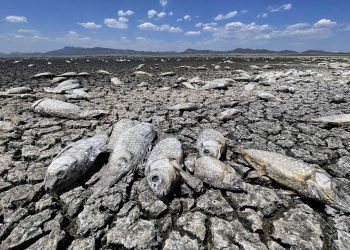 La sequía mata a miles de peces en el norte de México