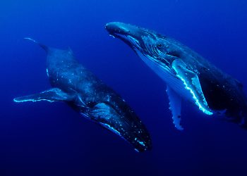 Océanos, inmensos desconocidos que enfrentan constantes y nuevas amenazas