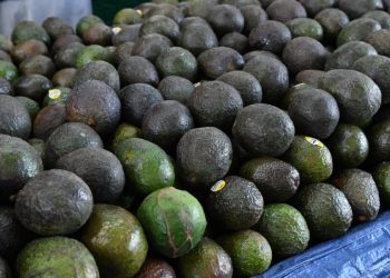 “Suspensión de exportación de aguacate daña economía de Michoacán”