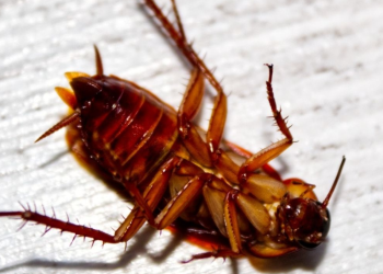 Las “súper cucarachas” una especie que se ha adaptado y vuelto resistente