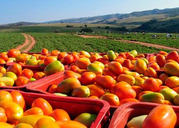 Impulsarán sistemas agroalimentarios más eficientes