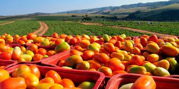 Impulsarán sistemas agroalimentarios más eficientes