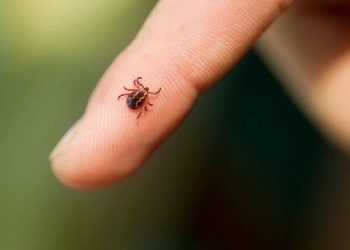 Reporta Coahuila seis muertes por rickettsia