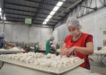 “Deben trabajarse leyes que ayuden al sector empresarial, mipymes están abandonadas”: Experto