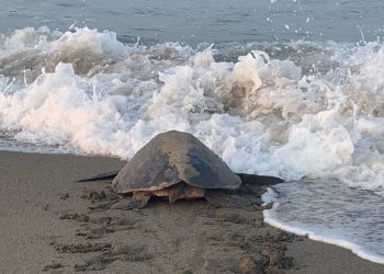 Tortugas marinas adelantan un mes su llegada a playas michoacanas