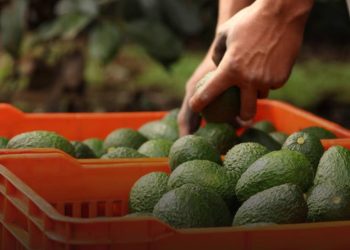 Anuncian reanudación de exportación de aguacate y mango a EU