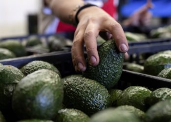 El precio por kilogramo del aguacate se ubica hasta en 120 pesos