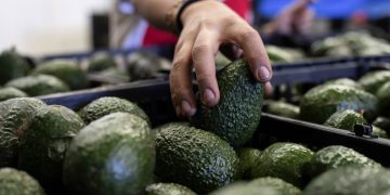 El precio por kilogramo del aguacate se ubica hasta en 120 pesos