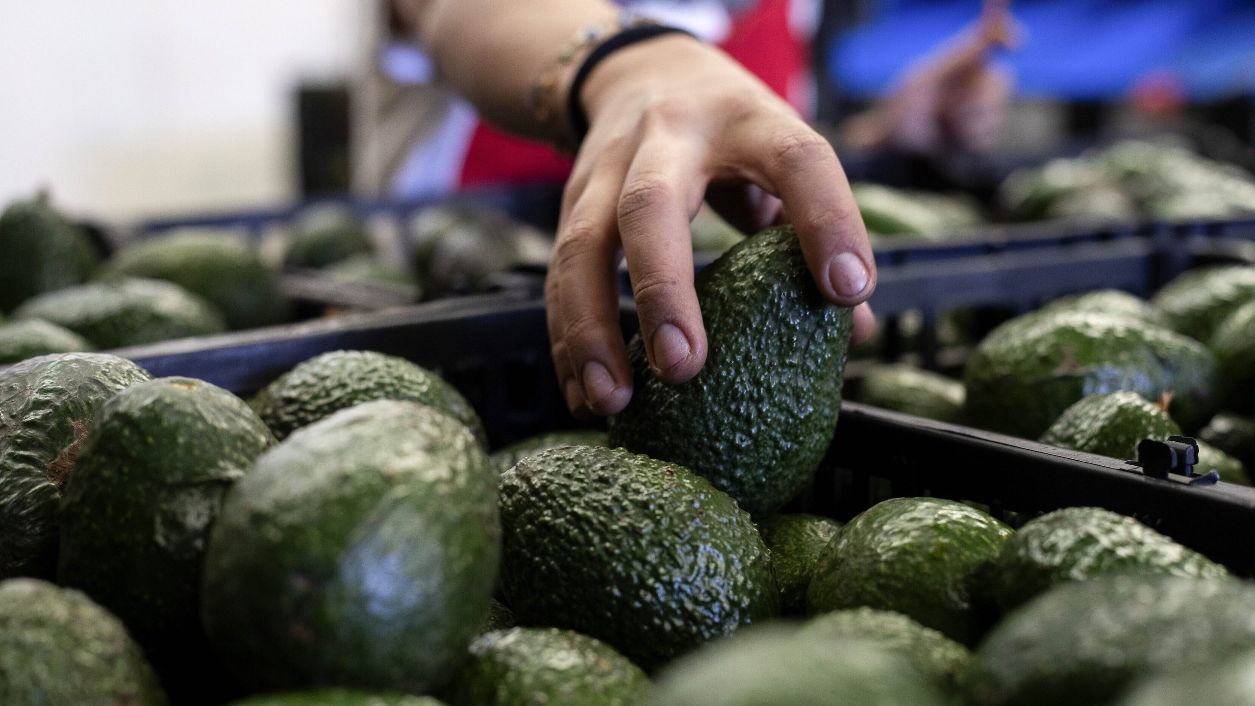 El precio por kilogramo del aguacate se ubica hasta en 120 pesos - Enfoque  Noticias