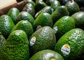 Estados Unidos suspende importación de aguacate michoacano