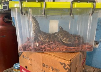 Más de 70 animales exóticos son rescatados en Veracruz