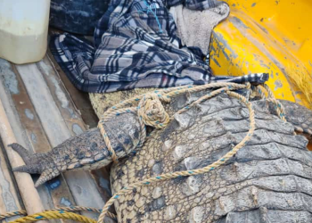 ¡Qué miedo! Caimán se mete a una casa en Sinaloa