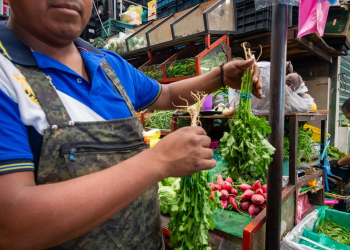¡Por las nubes! Precio del cilantro en Tlaxcala