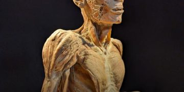 Our Body: El Universo Dentro ya abrió sus puertas