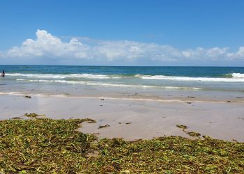 Invade lirio acuático playa Miramar de Tamaulipas
