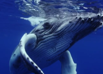 El Ocean Film Festival está de regreso en México