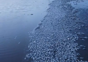 Sequía: Miles de peces mueren en la Laguna de Bustillos