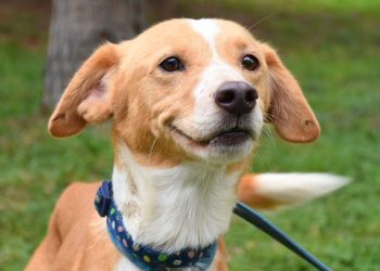 Alcaldía Tlalpan realizará el croquetón y feria de adoptables