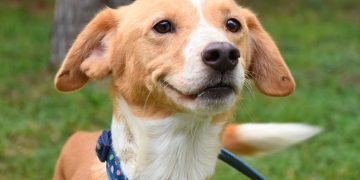 Alcaldía Tlalpan realizará el croquetón y feria de adoptables