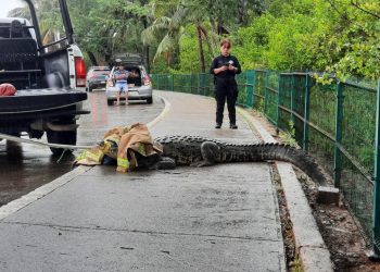 Capturan en las calles de Tampico 60 cocodrilos