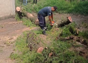 Intensas lluvias Provocan caída de Árboles y Afectan vialidades en Tula, Hidalgo