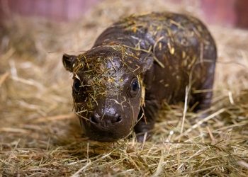 Le buscan nombre a hipopótamo en el zoo de Berlín