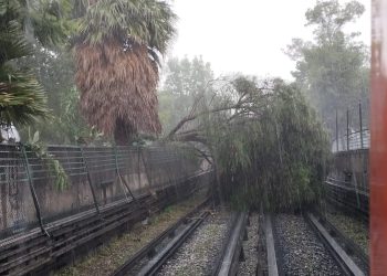 Línea 5 presenta afectaciones tras caída de árbol a vías