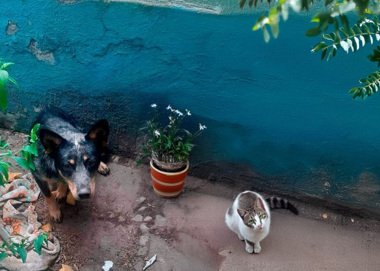 perros callejeros