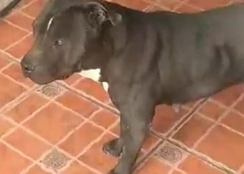Suspenden a policías de Aguascalientes acusados de asesinar a una mascota