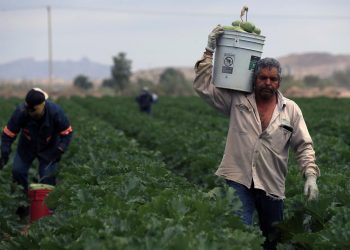 Agricultores innovan para cosechar hortalizas en el desierto del norte de México