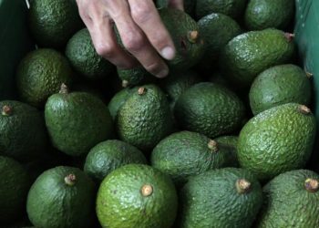 México resuelve una queja de EU sobre derechos laborales en una empresa de aguacates