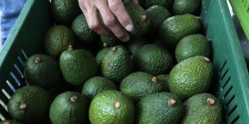 México resuelve una queja de EU sobre derechos laborales en una empresa de aguacates