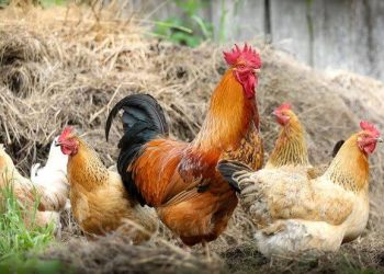 Colima, segundo estado que garantiza el bienestar de animales de granja