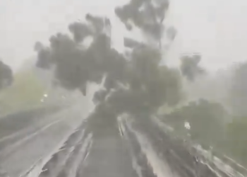 Metro CDMX: Cae árbol en vías de la Línea 4