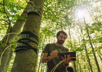 Científicos descubren que la corteza de los árboles es capaz de eliminar el gas metano de la atmósfera