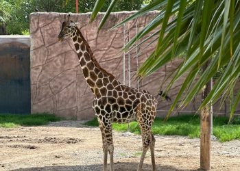Nace jirafa en el zoológico Tamatán en Tamaulipas
