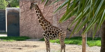 Nace jirafa en el zoológico Tamatán en Tamaulipas
