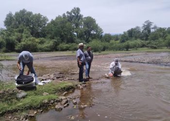 Mueren peces en río de Sonora por posible falta de oxigenación y calor