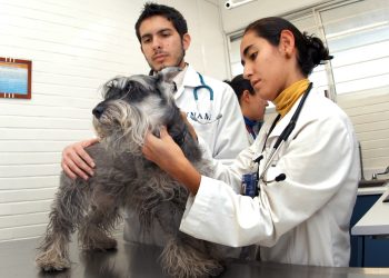17 de agosto: Día Nacional de la y el Médico Veterinario Zootecnista