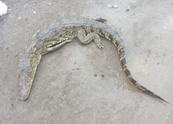 ¡Se busca cocodrilo en Chalco!