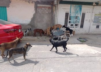 Jauría de perros ataca a mujer en Chalco