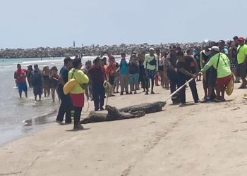 Evacúan turistas en playa Miramar de Tampico por presencia de un cocodrilo 