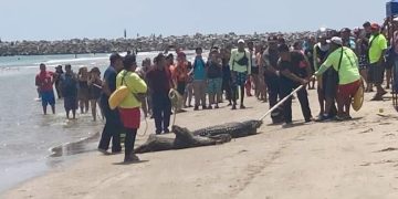 Evacúan turistas en playa Miramar de Tampico por presencia de un cocodrilo 