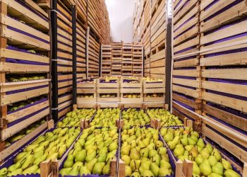 México cerrará con buenas cifras en exportación de alimentos