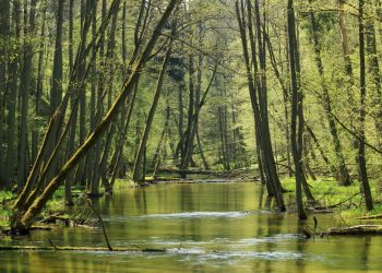 “Conservación del Bosque de agua evitaría inundaciones”: Barragán