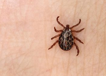Dos menores de edad mueren por picadura de garrapata en Nuevo León