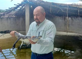 Ofrece Tamaulipas curso de manejo de cocodrilos 