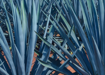 Gobierno de Jalisco reactivará recorridos del Tequila Express por el paisaje agavero