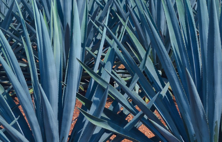 FOTO X @TequilaExpress_